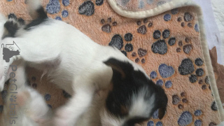 Photo №2 de l'annonce № 11206 de la vente biewer yorkshire terrier - acheter à Biélorussie annonce privée