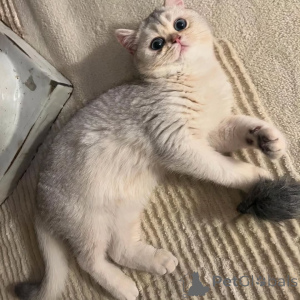Photo №1. british shorthair - à vendre en ville de Amstetten | 900€ | Annonce № 157683