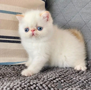 Photo №2 de l'annonce № 138851 de la vente exotic shorthair - acheter à Allemagne annonce privée, éleveur