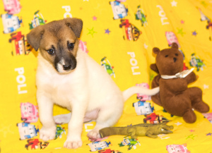 Photos supplémentaires: Charmants chiots à la recherche d'une maison