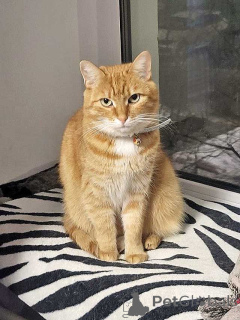 Photo №3. Alice, chat rouge bien élevé et intelligent, cherche un foyer. Fédération de Russie