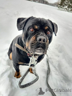 Photo №4. Je vais vendre chien bâtard en ville de Москва. annonce privée - prix - Gratuit