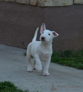 Photos supplémentaires: chiots bull terrier a vendre