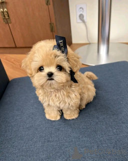 Photo №3. Chiots Maltipoo à la recherche d'une nouvelle maison Business WhatsApp. La finlande