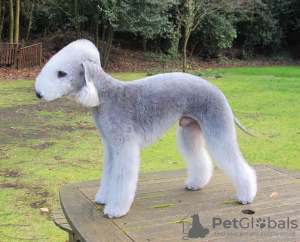 Photo №4. Je vais vendre bedlington terier en ville de Луховицы. annonce privée - prix - 986€