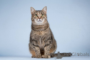 Photo №1.  - à vendre en ville de Khimki | Gratuit | Annonce № 151250