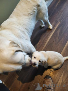 Photo №1. labradoodle - à vendre en ville de Rūjiena | négocié | Annonce №160013