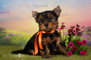 Photo №4. Je vais vendre yorkshire terrier en ville de Saint-Pétersbourg. éleveur - prix - 358€