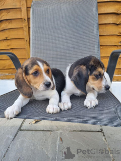 Photo №1. beagle - à vendre en ville de Арнем | 480€ | Annonce №116184