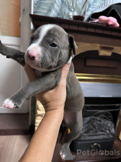 Photo №2 de l'annonce № 120920 de la vente american staffordshire terrier - acheter à Fédération de Russie annonce privée