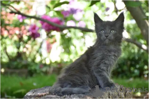 Photo №3. Chatons Maine Coon. Allemagne