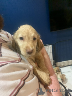 Photo №1. golden retriever - à vendre en ville de Eisenach | 300€ | Annonce №157678