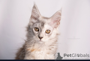 Photo №4. Je vais vendre maine coon en ville de Казахстан. de la fourrière - prix - 400€