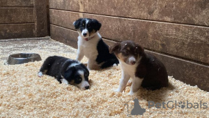 Photo №2 de l'annonce № 108829 de la vente border collie - acheter à USA annonce privée, de la fourrière, de l'abri, éleveur