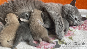 Photo №1. british shorthair - à vendre en ville de New Beith | Gratuit | Annonce № 86741