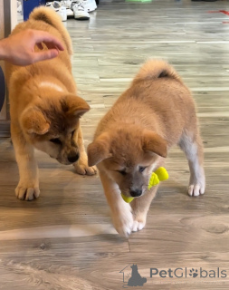 Photo №1. akita (chien) - à vendre en ville de Tbilissi | 797€ | Annonce №144150