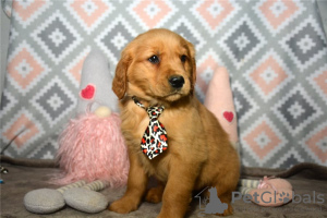 Photo №1. golden retriever - à vendre en ville de Berlin | 250€ | Annonce №107367