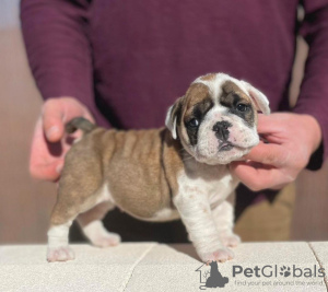 Photo №2 de l'annonce № 100199 de la vente bulldog anglais - acheter à USA annonce privée