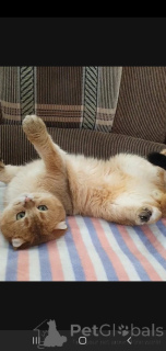 Photo №2 de l'annonce № 136922 de la vente scottish straight - acheter à Fédération de Russie éleveur