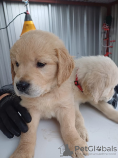 Photo №3. Schöne Golden Retriever Welpen. Allemagne