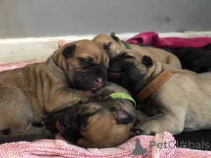 Photo №1. bullmastiff - à vendre en ville de Tririer | 400€ | Annonce №149059