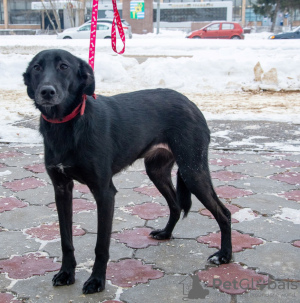 Photo №4. Je vais vendre chien bâtard en ville de Москва. annonce privée - prix - Gratuit