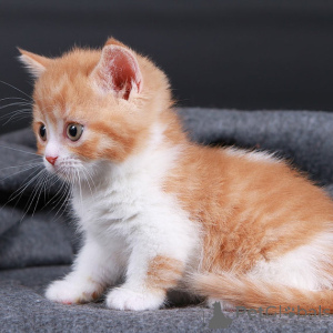 Photo №3. Chatons Munchkin. Allemagne