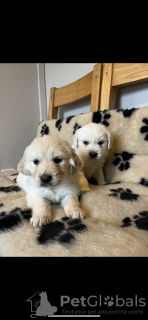 Photo №4. Je vais vendre golden retriever en ville de Nonnweiler. annonce privée - prix - 1250€