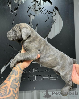 Photo №2 de l'annonce № 155089 de la vente cane corso - acheter à Irlande éleveur