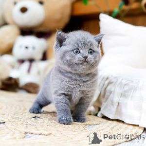 Photo №1. british shorthair - à vendre en ville de Paris | négocié | Annonce № 158645