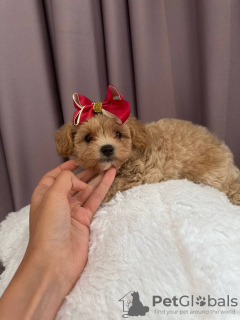 Photo №3. Terminovo fille Maltipoo f1 min, livraison, négociation, maltipoo f1. Ukraine
