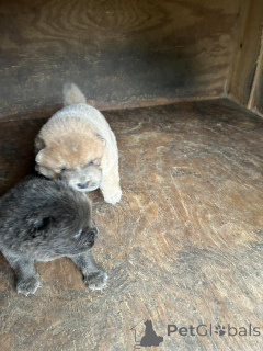 Photo №2 de l'annonce № 176496 de la vente chow-chow - acheter à La finlande annonce privée