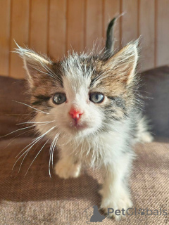 Photo №4. Je vais vendre  en ville de Moskova. annonce privée - prix - Gratuit