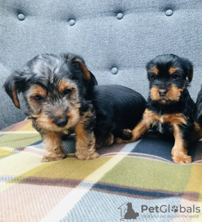 Photo №3. Teacup Yorkshire Terrier Puppy en adoption gratuite. Allemagne