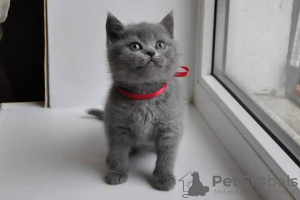 Photo №4. Je vais vendre british shorthair en ville de Химки. annonce privée, éleveur - prix - 400€