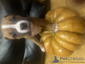Photo №4. Je vais vendre american staffordshire terrier en ville de Шелково. annonce privée - prix - 493€