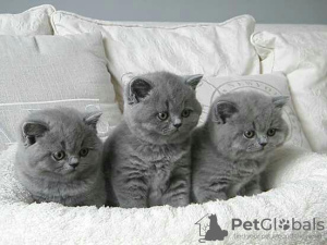 Photo №3. Chatons British Shorthair Business WhatsApp 37256062792. Belgique