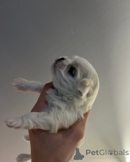 Photo №4. Je vais vendre bichon maltais en ville de Gavirzhov.  - prix - 339€