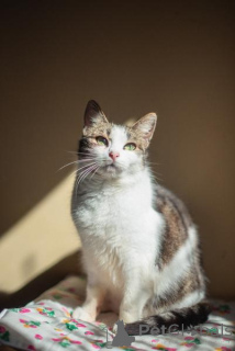 Photo №4. Je vais vendre  en ville de Khimki. de l'abri - prix - Gratuit