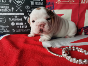 Photo №4. Je vais vendre bulldog anglais en ville de Volgograd. éleveur - prix - 1002€