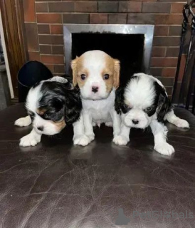 Photo №4. Je vais vendre cavalier king charles spaniel en ville de Kiev.  - prix - 338€