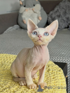 Photo №1. sphynx - à vendre en ville de Brno | négocié | Annonce № 178106