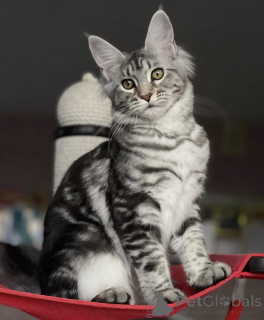 Photo №1. maine coon - à vendre en ville de Baden-Baden | 950€ | Annonce № 163190