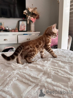 Photo №1. bengal - à vendre en ville de Wetzikon | 750€ | Annonce № 152753