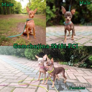 Photo №1. petit chien russe - à vendre en ville de Katowice | 1000€ | Annonce №48699