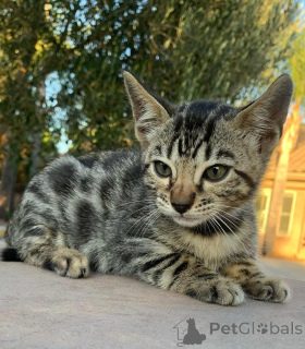 Photo №3. Adorables chatons du Bengale pour adoption. Allemagne