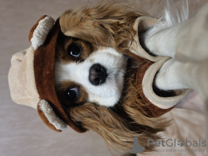 Photos supplémentaires: Cavalier King Charles Spaniel fille
