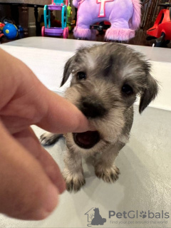 Photo №1. schnauzer miniature - à vendre en ville de Wilmington | 497€ | Annonce №77556