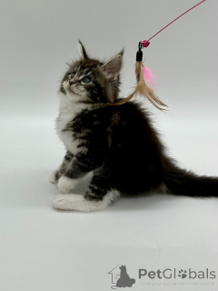 Photo №3. Fille Maine Coon. Ukraine