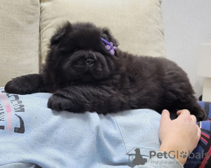 Photos supplémentaires: Chiots mâles Chow Chow à vendre !